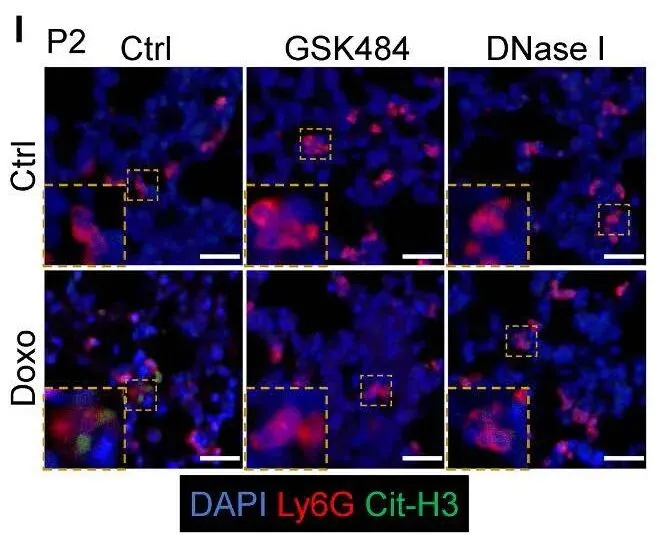 1758529909795922.jpg 640 (2).jpg