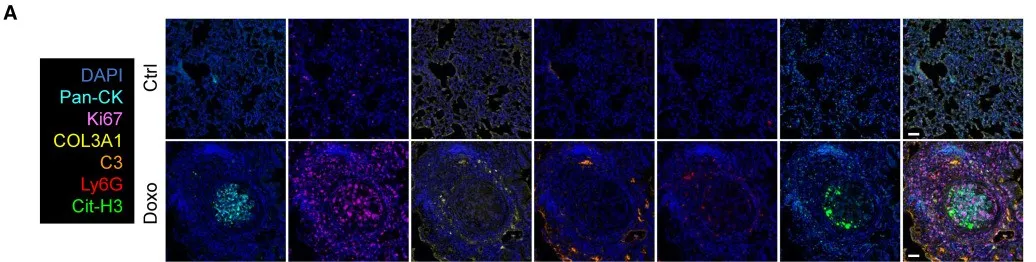 1758529971341255.jpg 640 (5).jpg