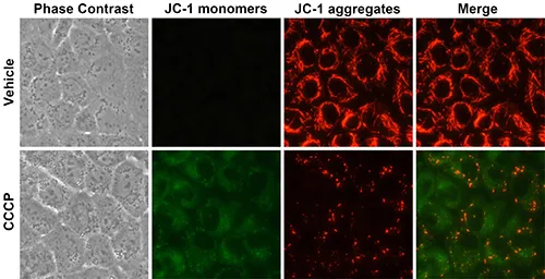 1758531205366597.png 4.png