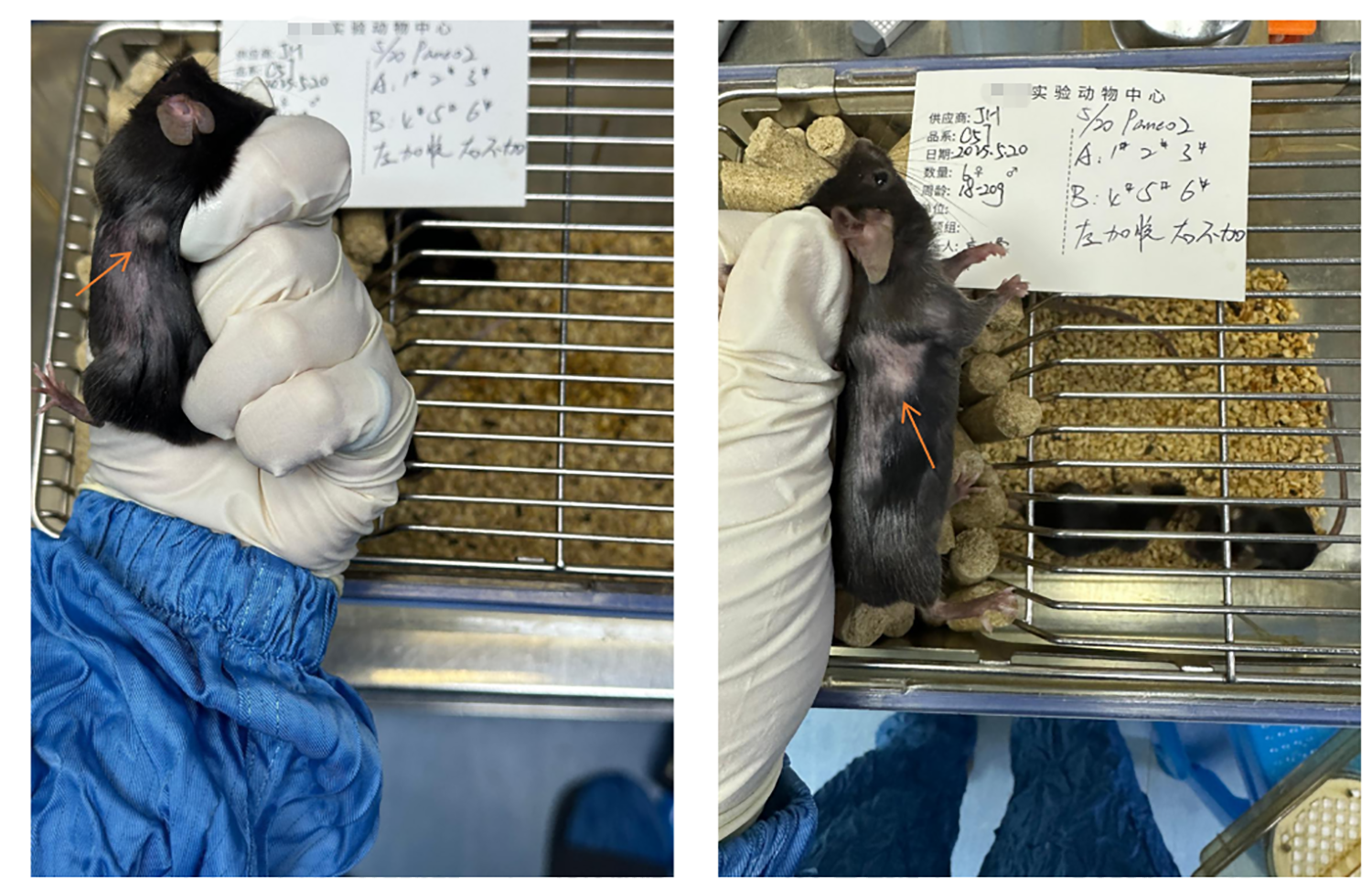 1761890585486575.png 图片4.png